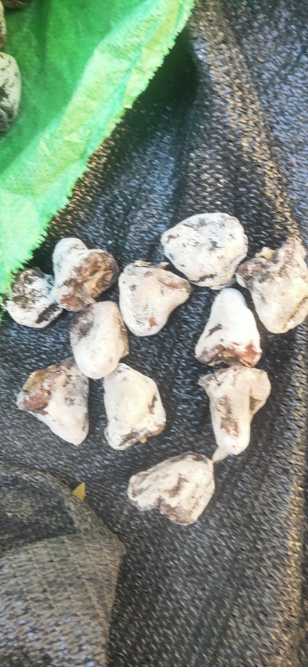 黑柿饼  太行山天然无加工柿饼