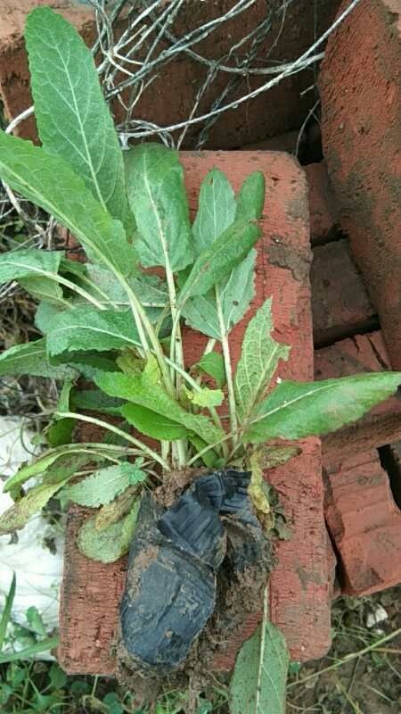 青州市鼠尾草