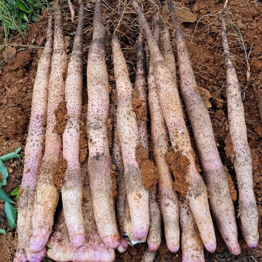 南宁山药  正宗小叶淮山