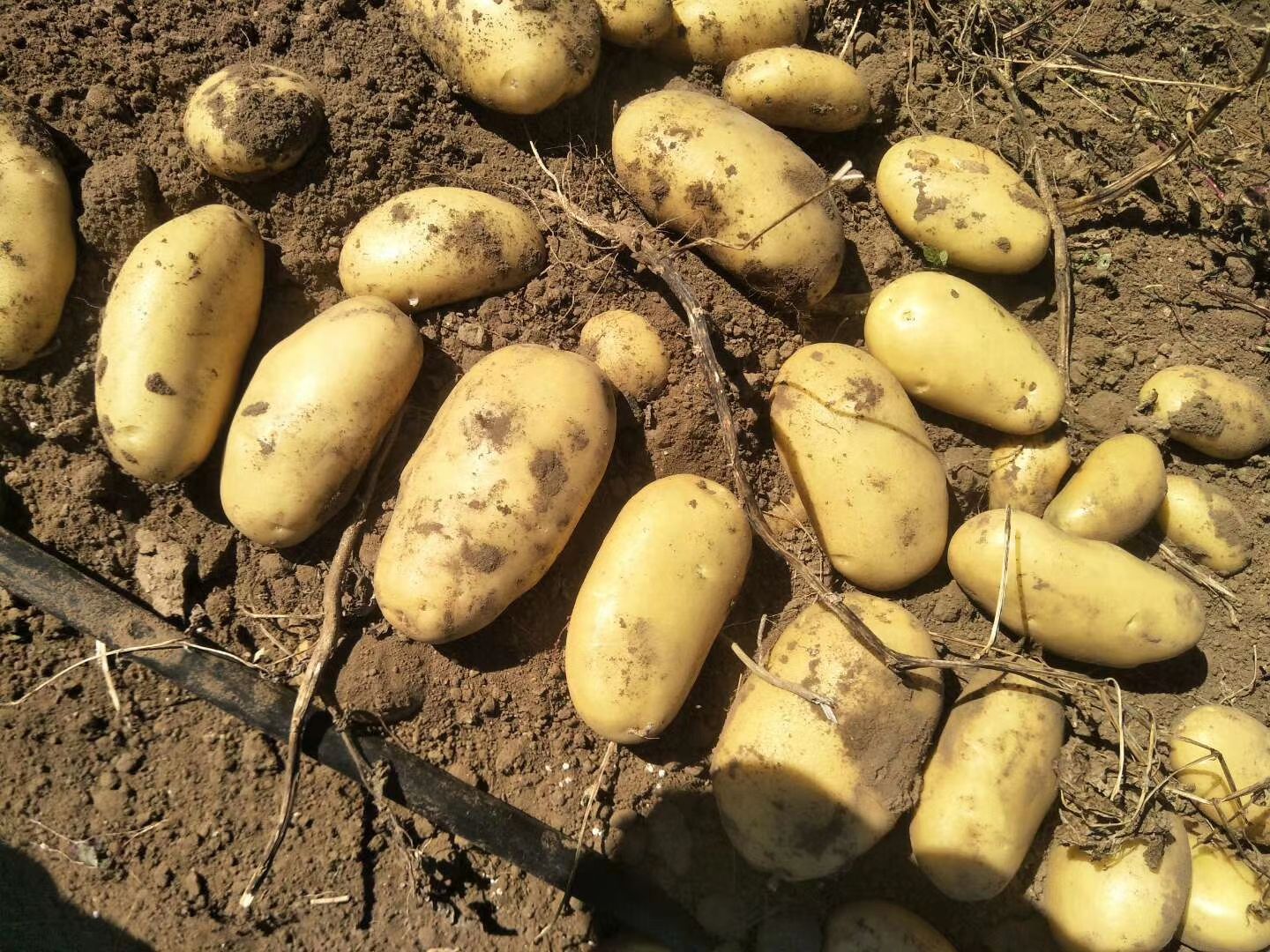 V7土豆  河北内蒙黄心土豆 无青头无沟眼 产地直销大量供应
