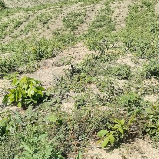 东方市灌木林地 种植地