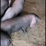 原种太湖母猪，高产太湖母猪，二元母猪