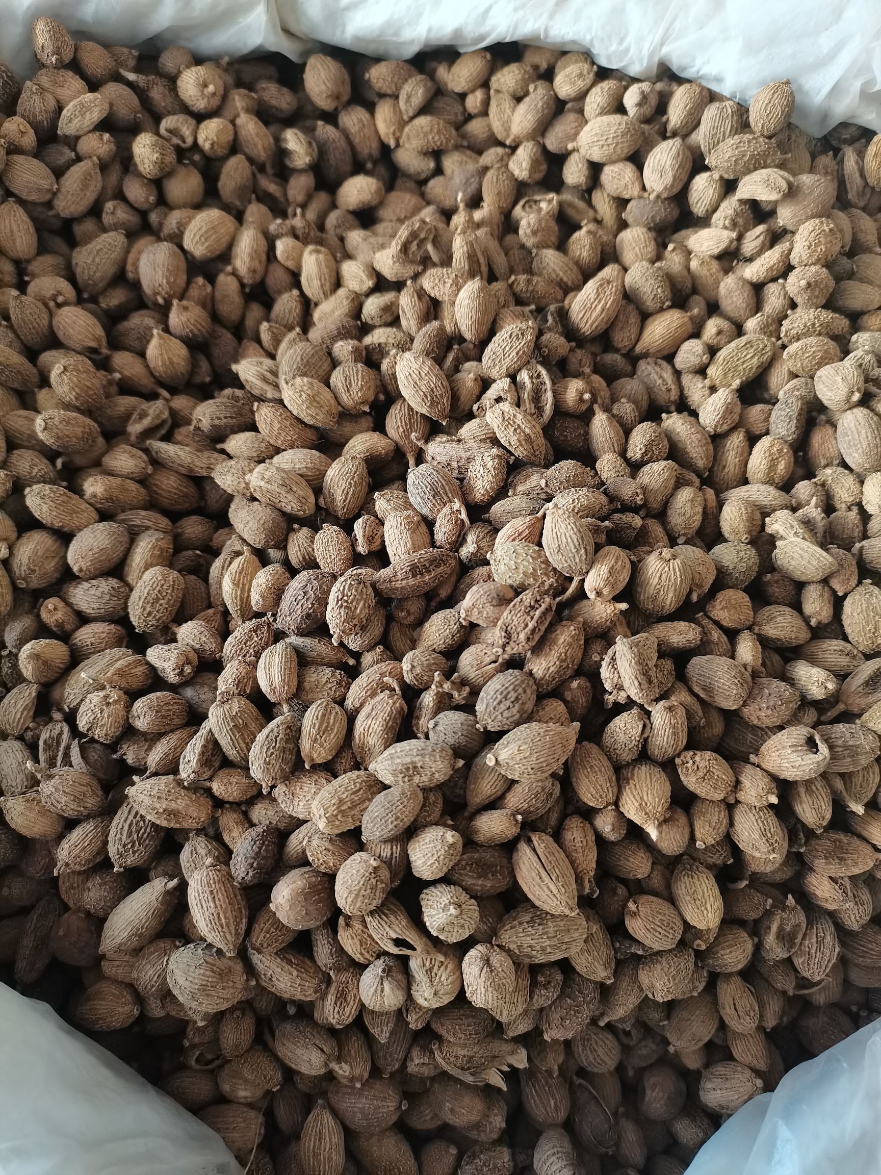 砂仁  砂仁，长砂仁，圆砂仁，大量供应，批零兼营，质优价美