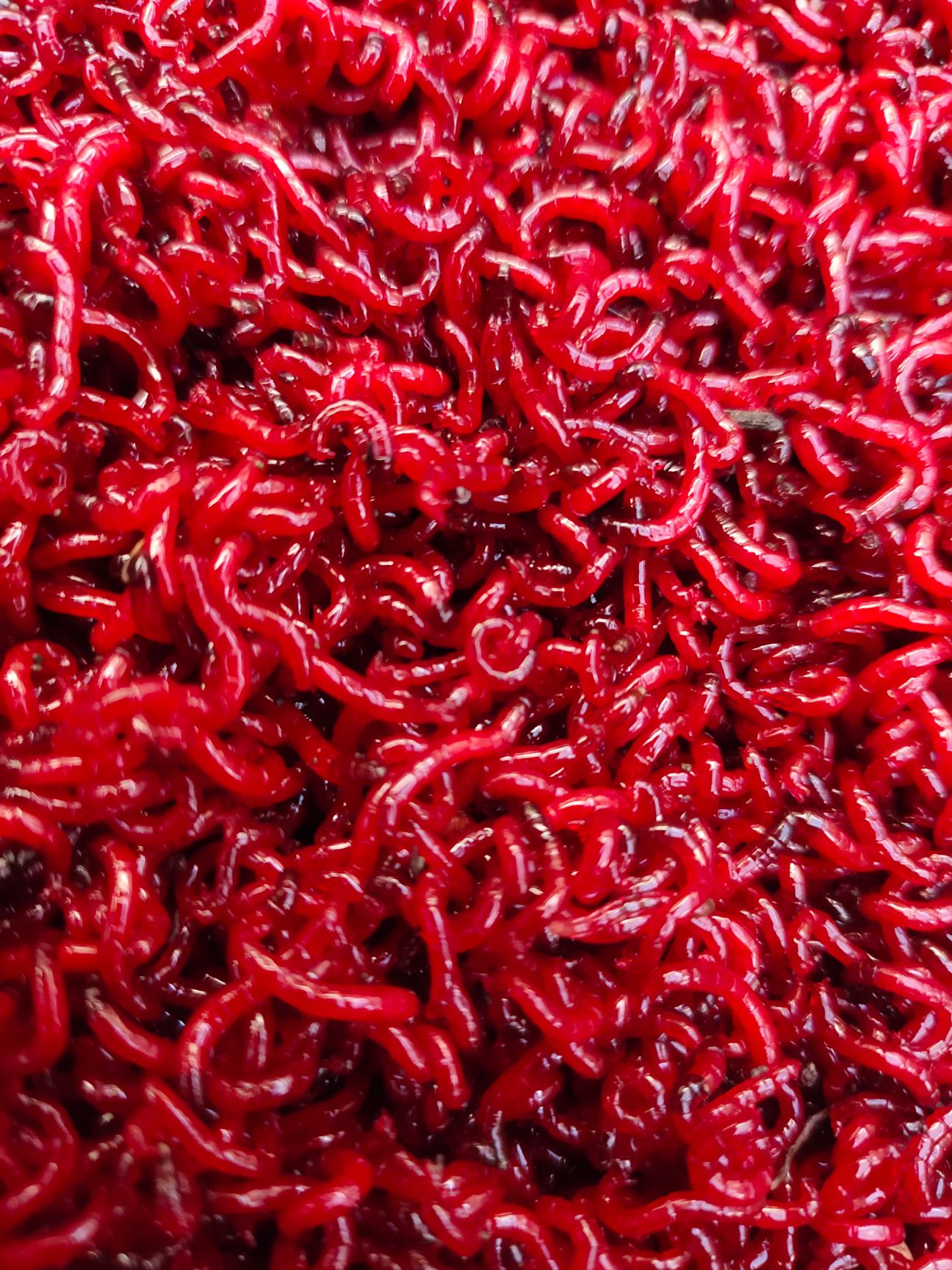 红虫  自家船打捞一手货源，保质保量