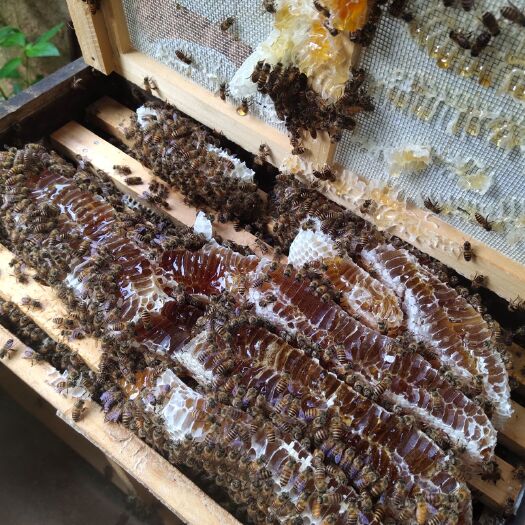 中华蜜蜂  中蜂:蜂群  巢框尺寸42*24cm（蜂王为复式育王）。