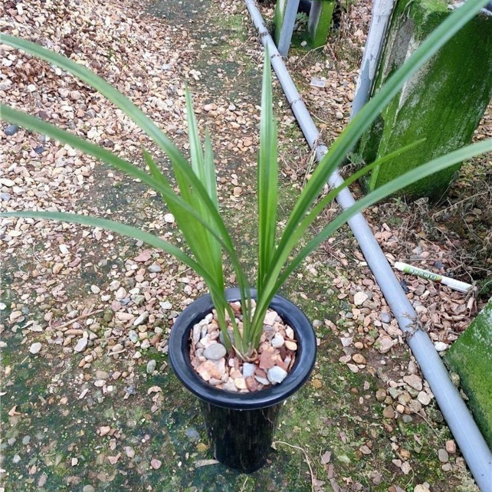  兰花寒兰红舌香型《初恋》
