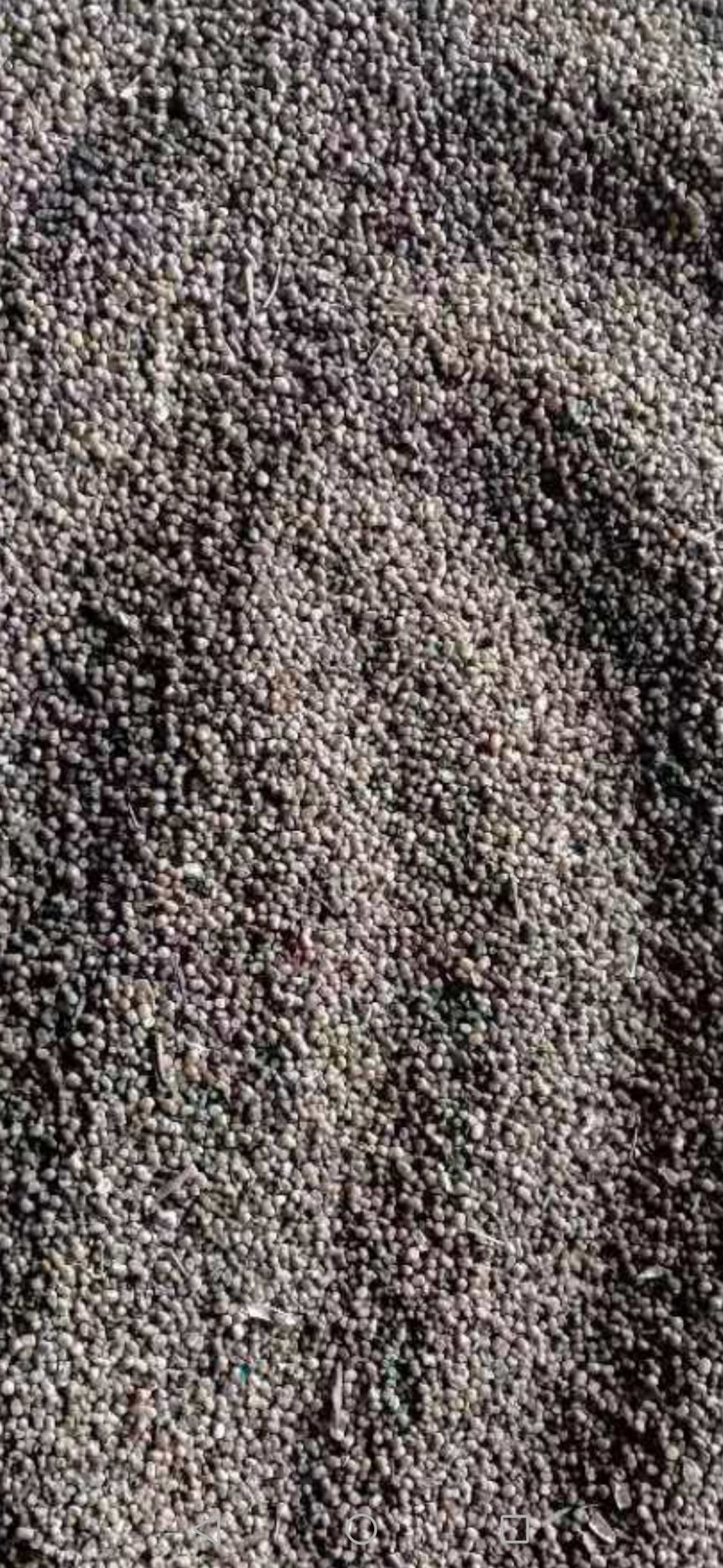  供应马棘种子（高速、新修道路绿化、水土保持用）2吨。