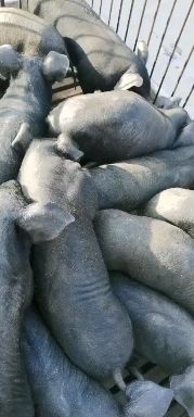 原种太湖母猪，二元母猪，长太母猪，长白母猪