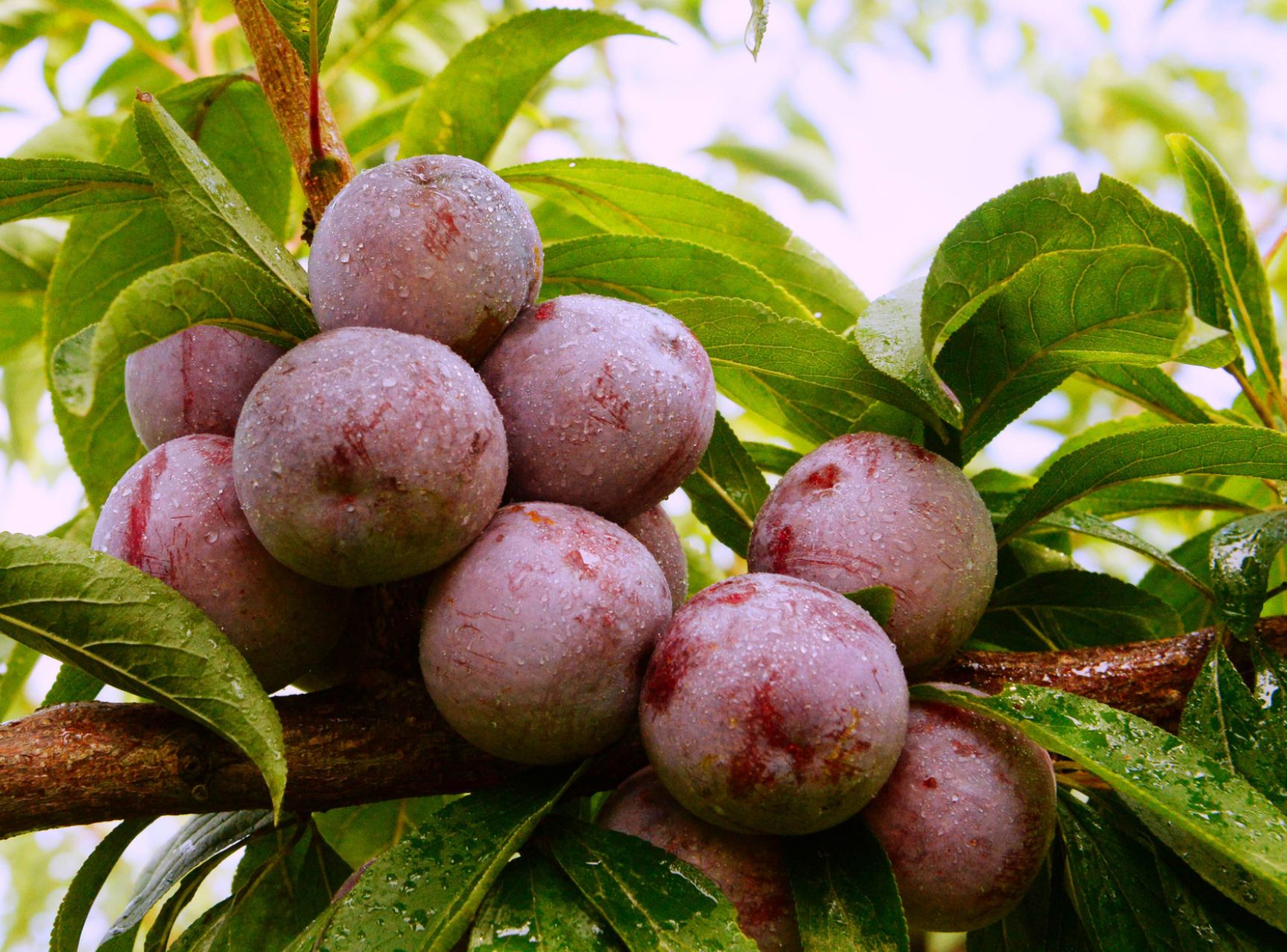 五月脆李苗  两年生五月脆李子嫁接苗 无病虫害  产量高 口