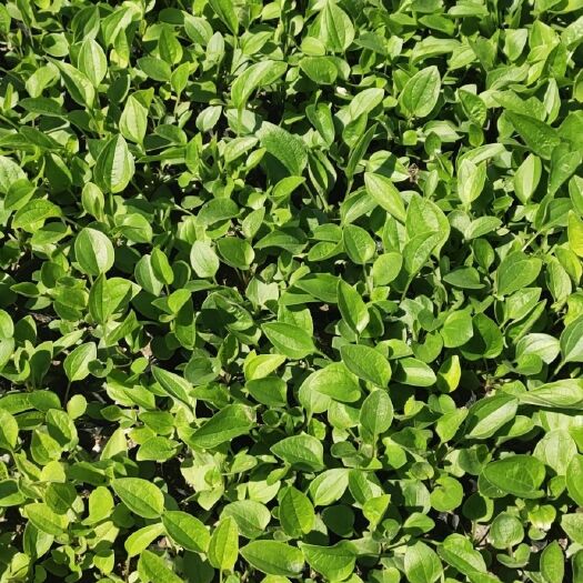青州市松果菊