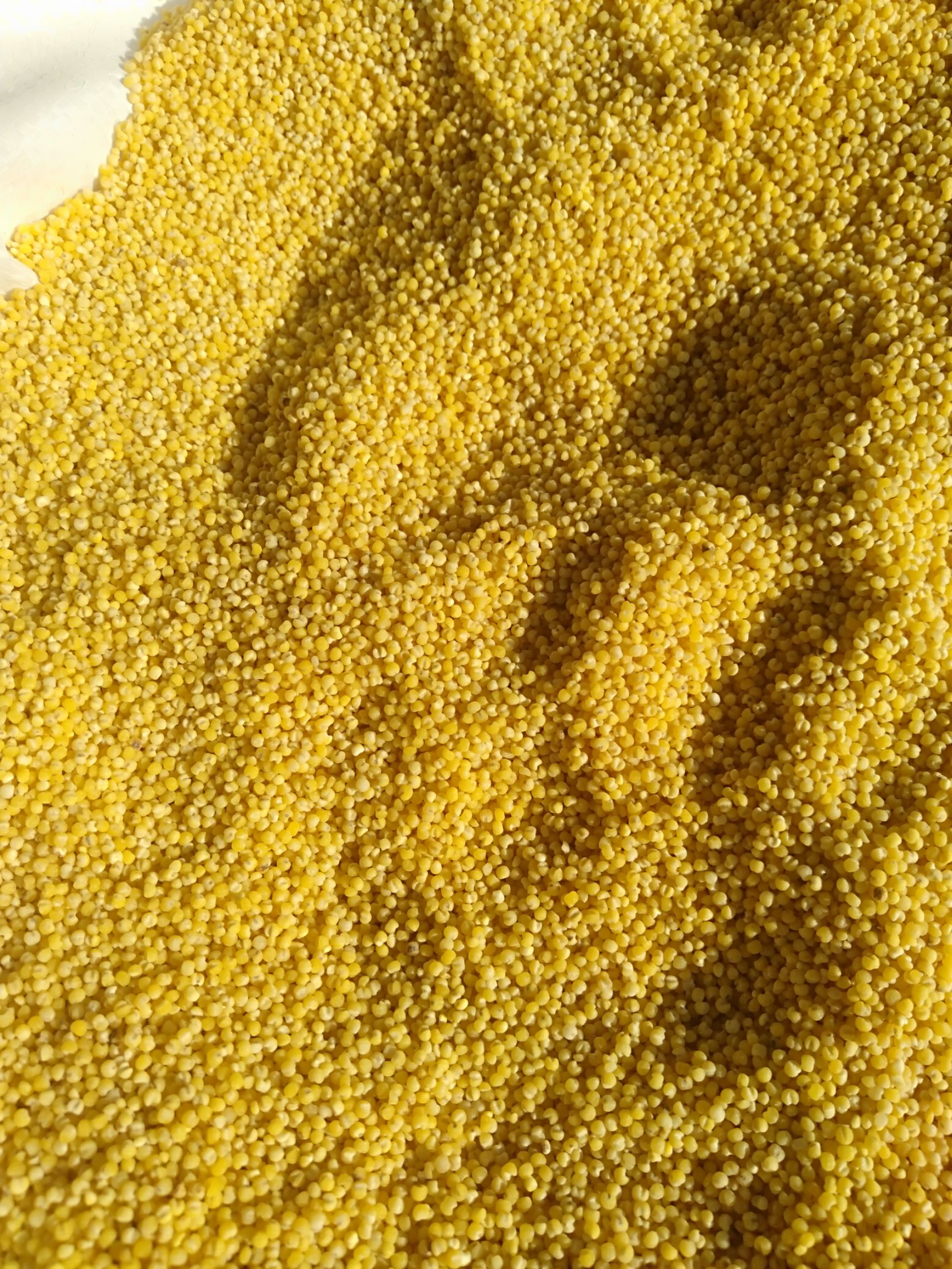  20年新米黑土地绿色天然有机富硒小米适合老人孩子月子香糯可口