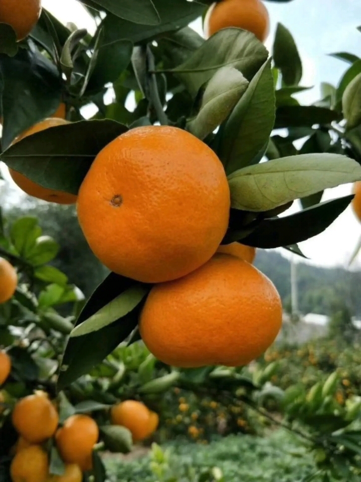 湖北宜昌早晚蜜桔果农自产自销，果园看货现摘现卖！
