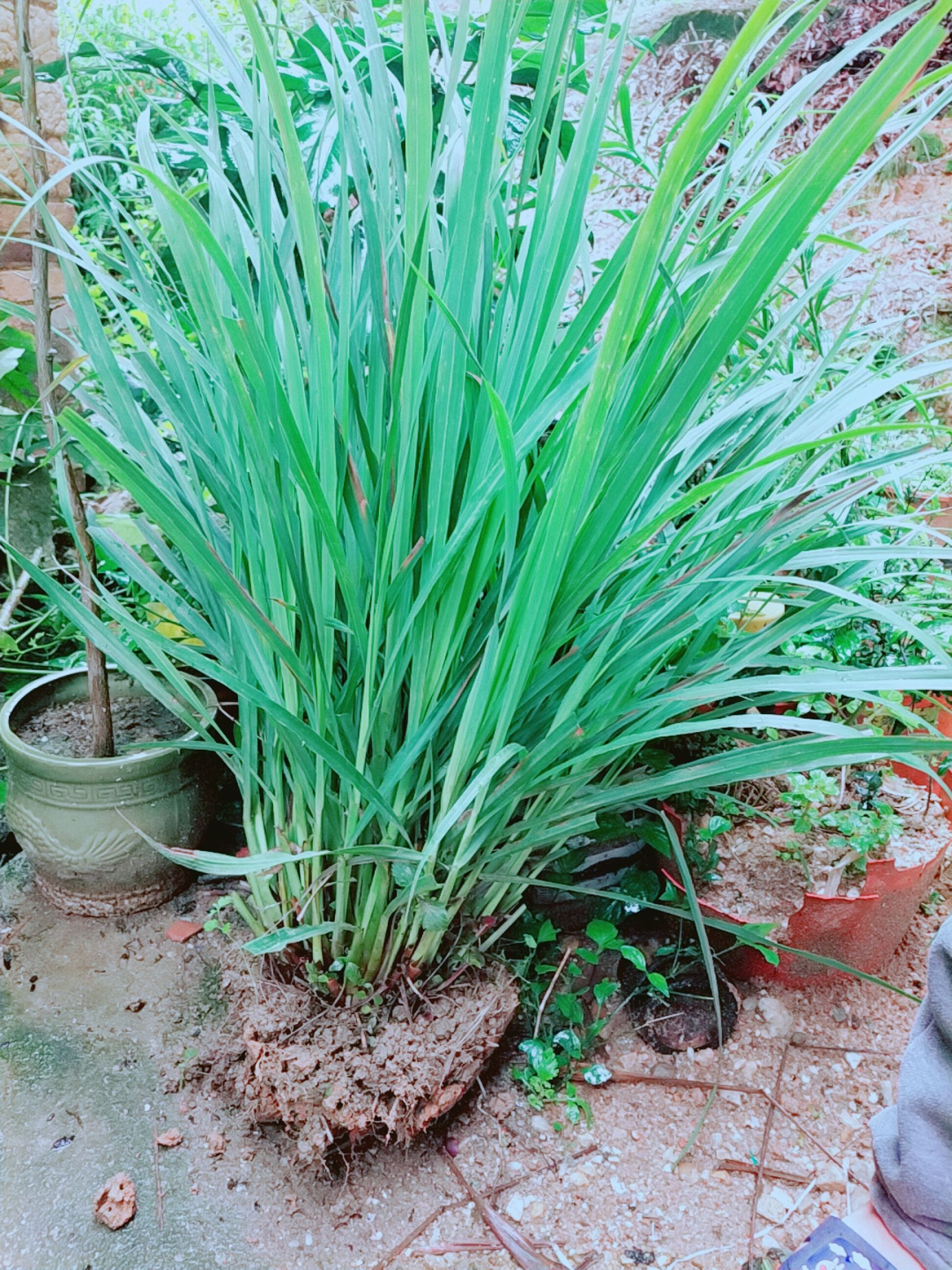 香茅草种苗  包邮香茅苗小苗大苗多支苗柠檬草苗种风苗