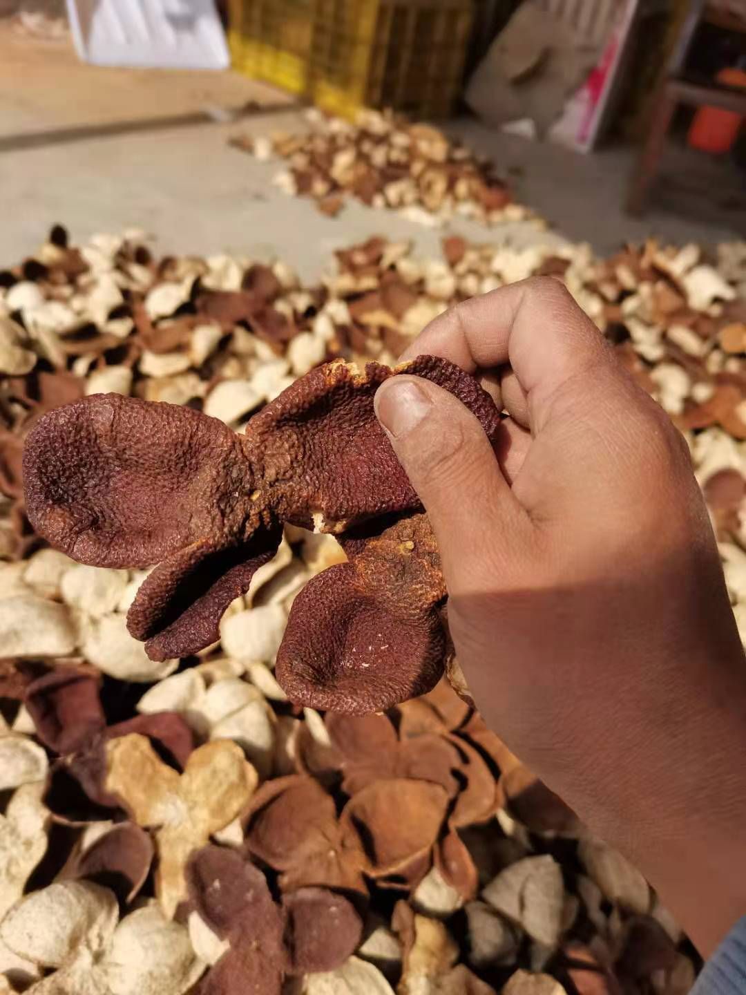 龙门广陈皮，新会陈皮，新皮老皮均匀现货，欢迎老板前来选购