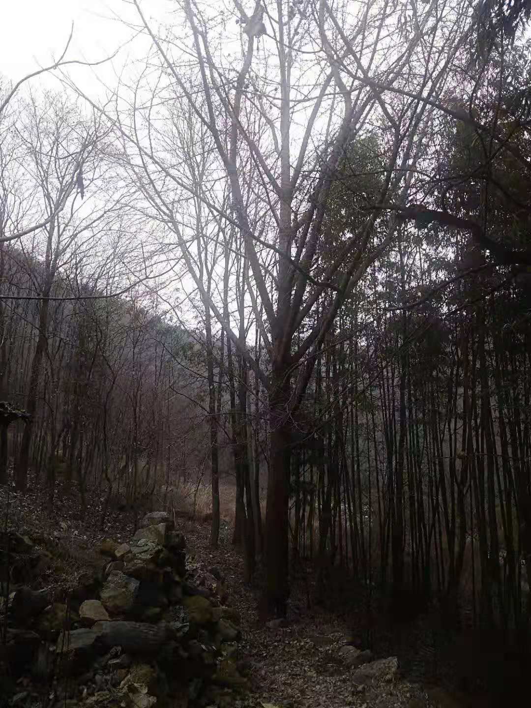 本村2000亩荒地大量出租