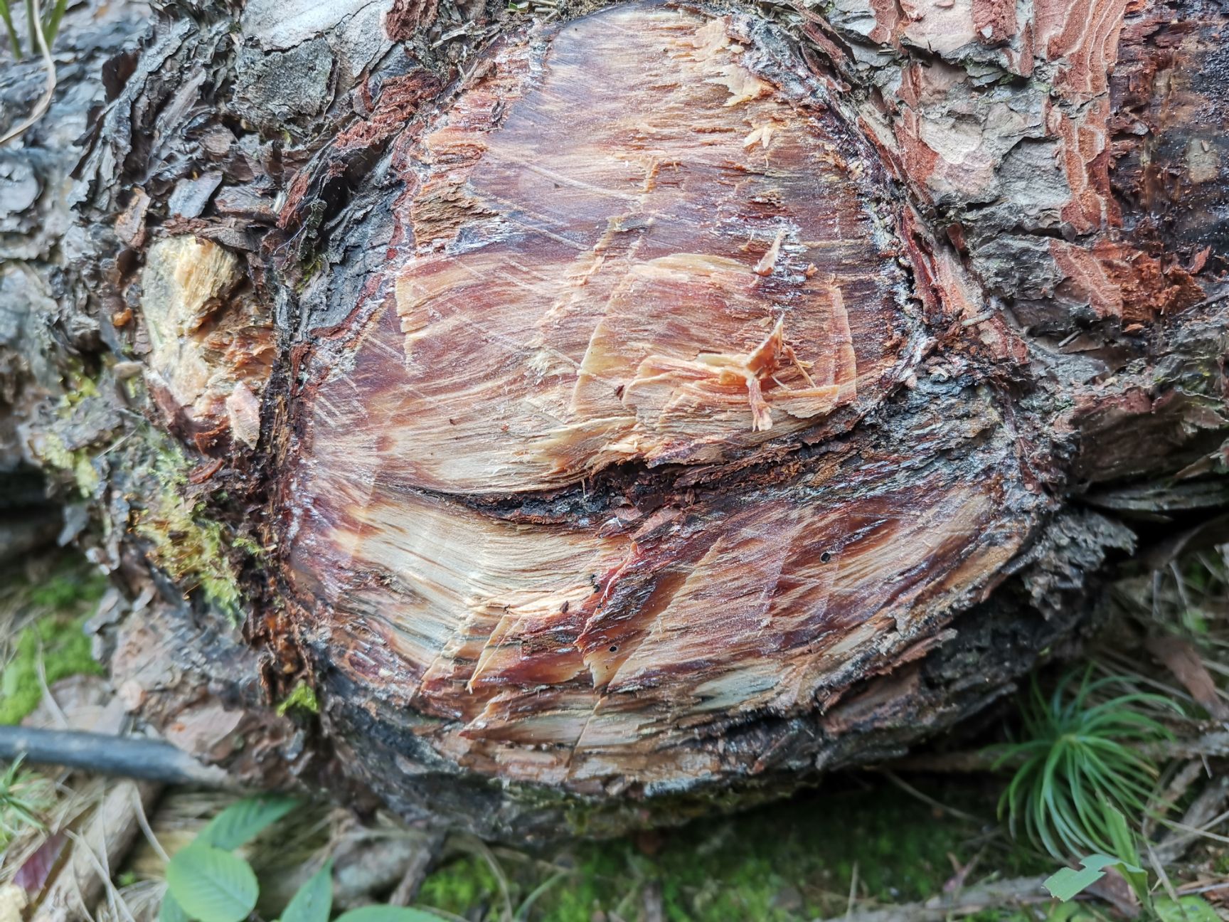  松明子，松树瘤