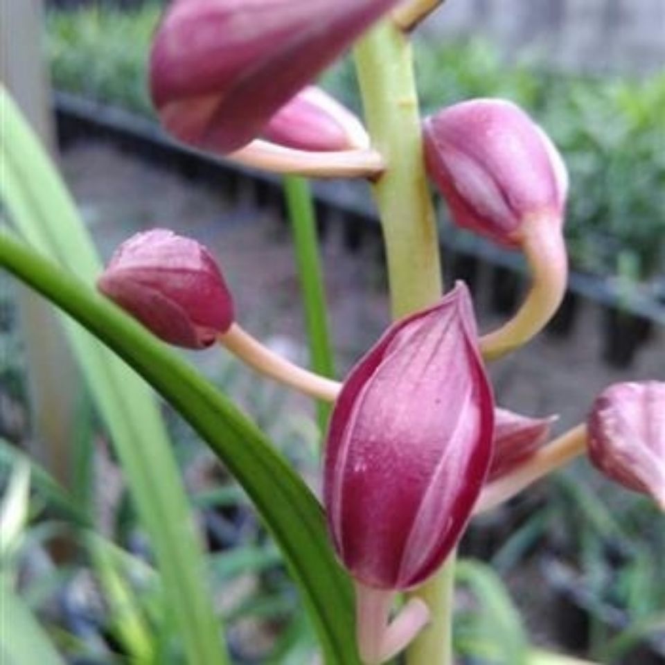  兰花墨兰秋榜色花浓香型《版纳红》