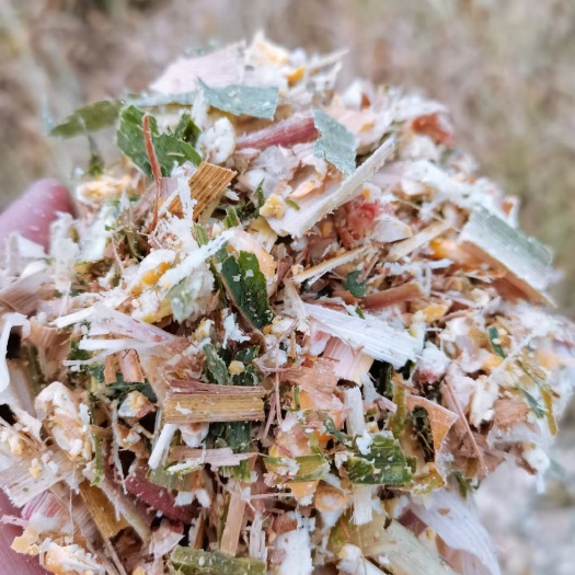 青贮饲料  裹包青贮玉米