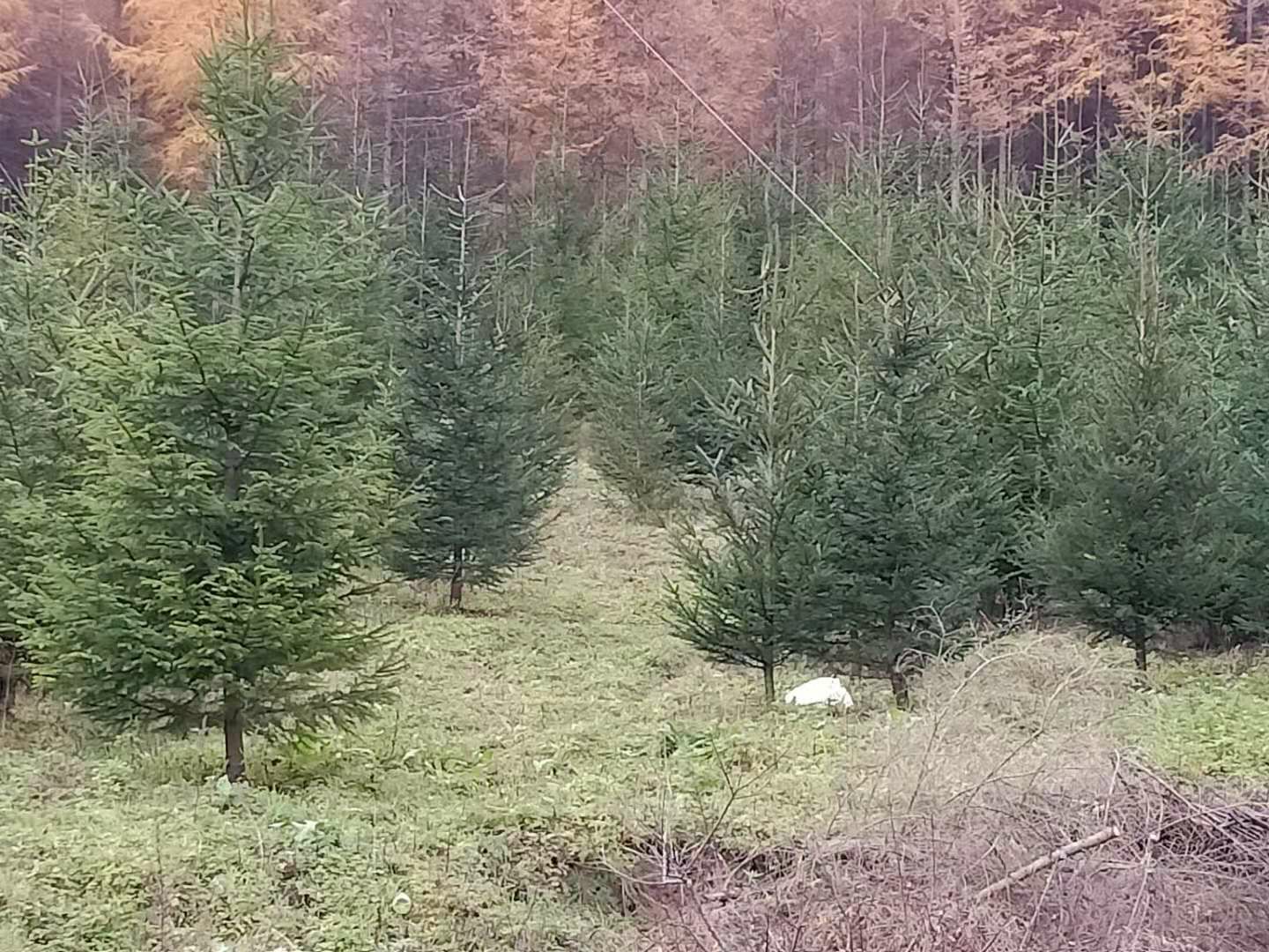 本村2000亩荒地大量出租