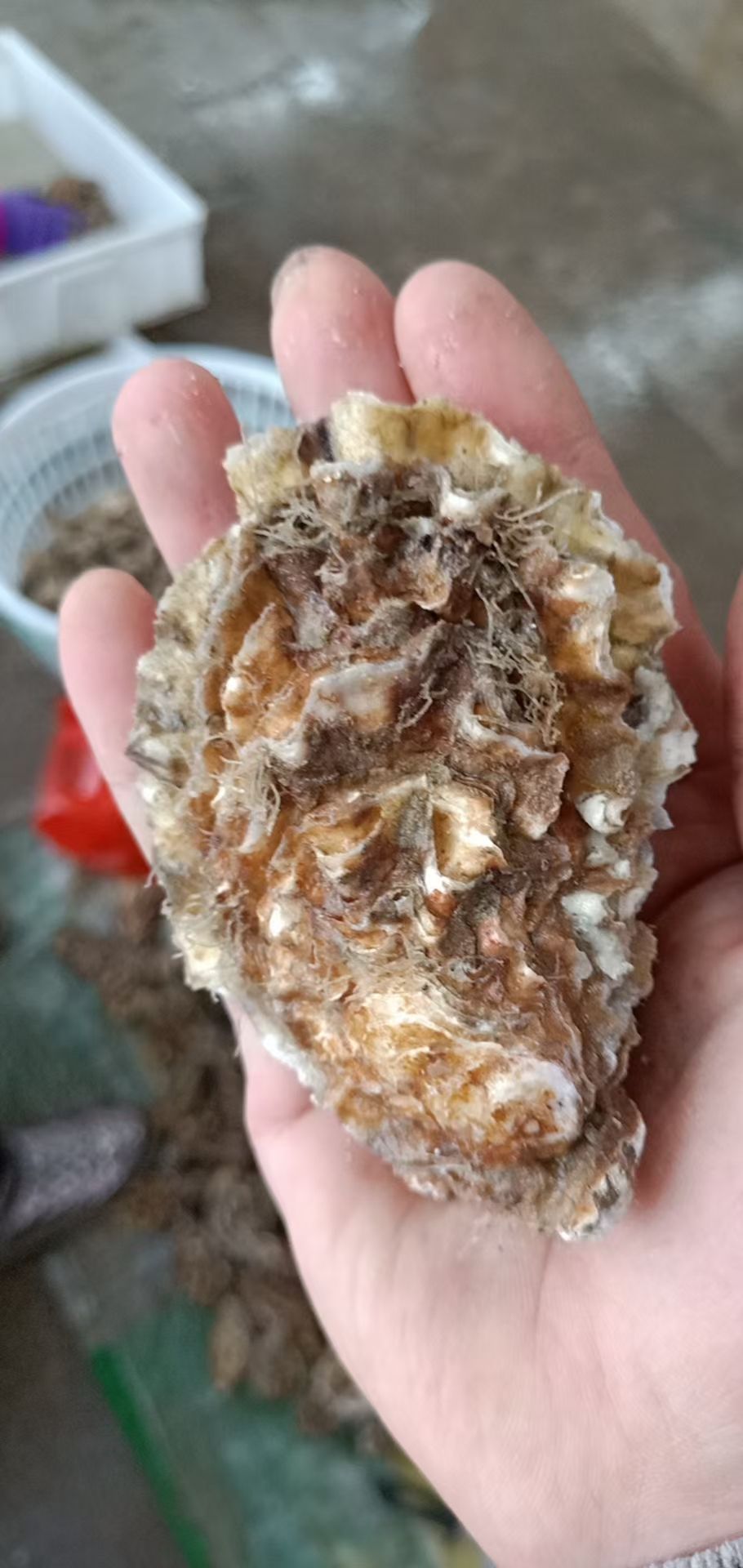 本地生蚝，肉质鲜美多汁营养，欢迎大家来洽谈合作