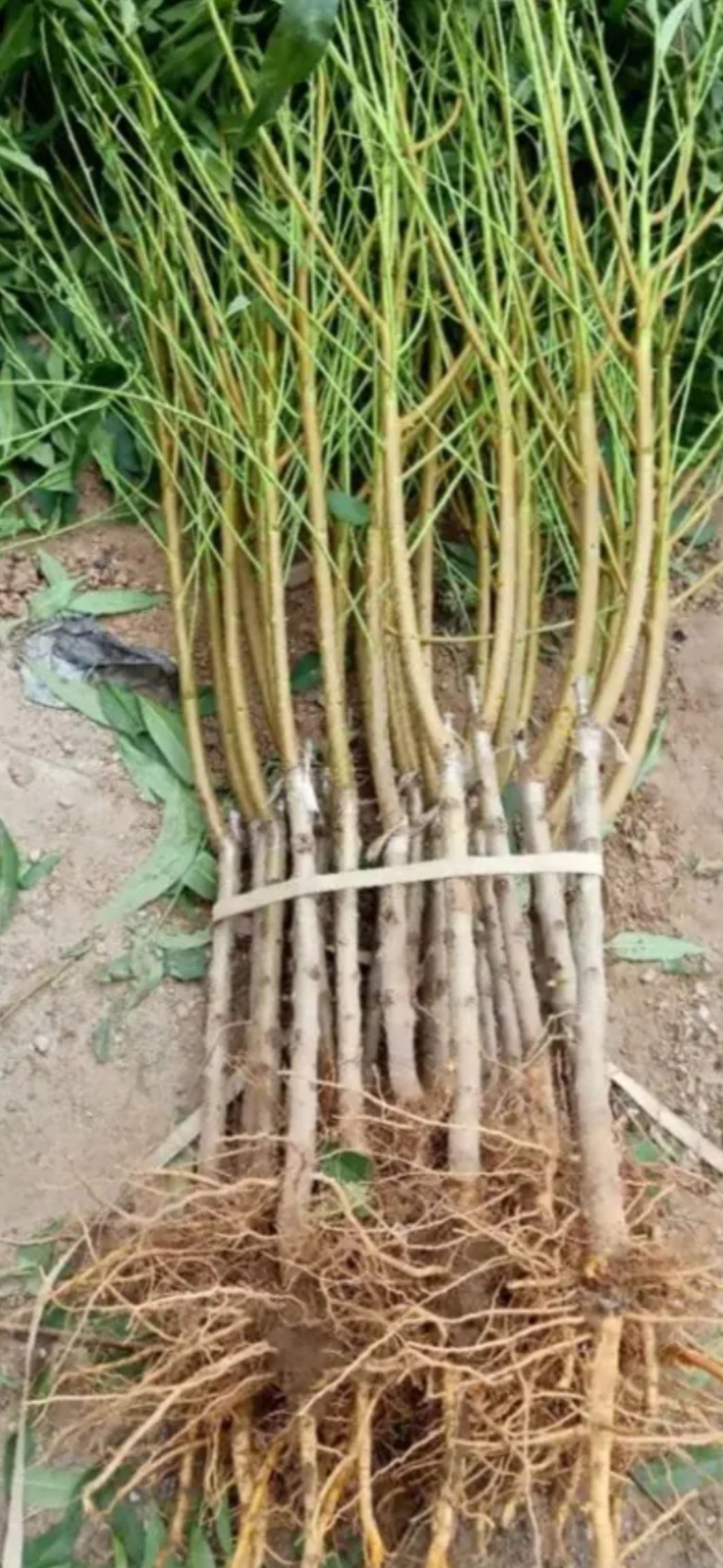 黄金蟠桃树苗 0.8公分以上 