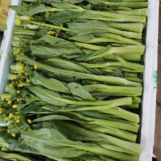 连州市白菜心 