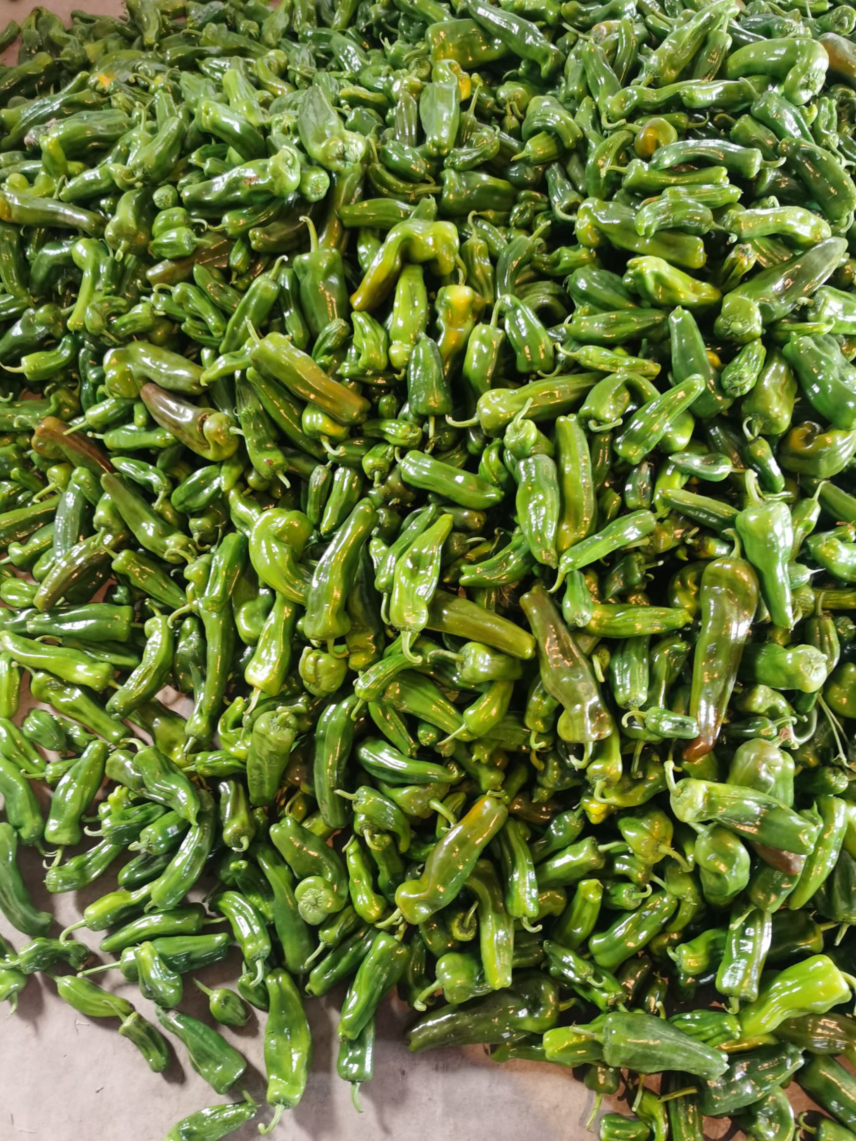 芜湖椒 青椒  花椒  红泡椒