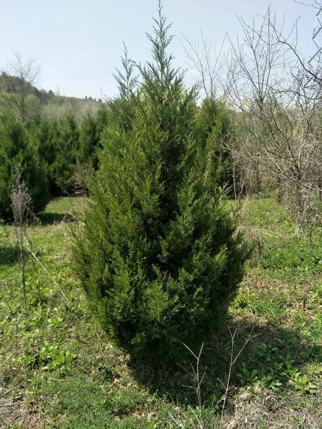 本村2000亩荒地大量出租