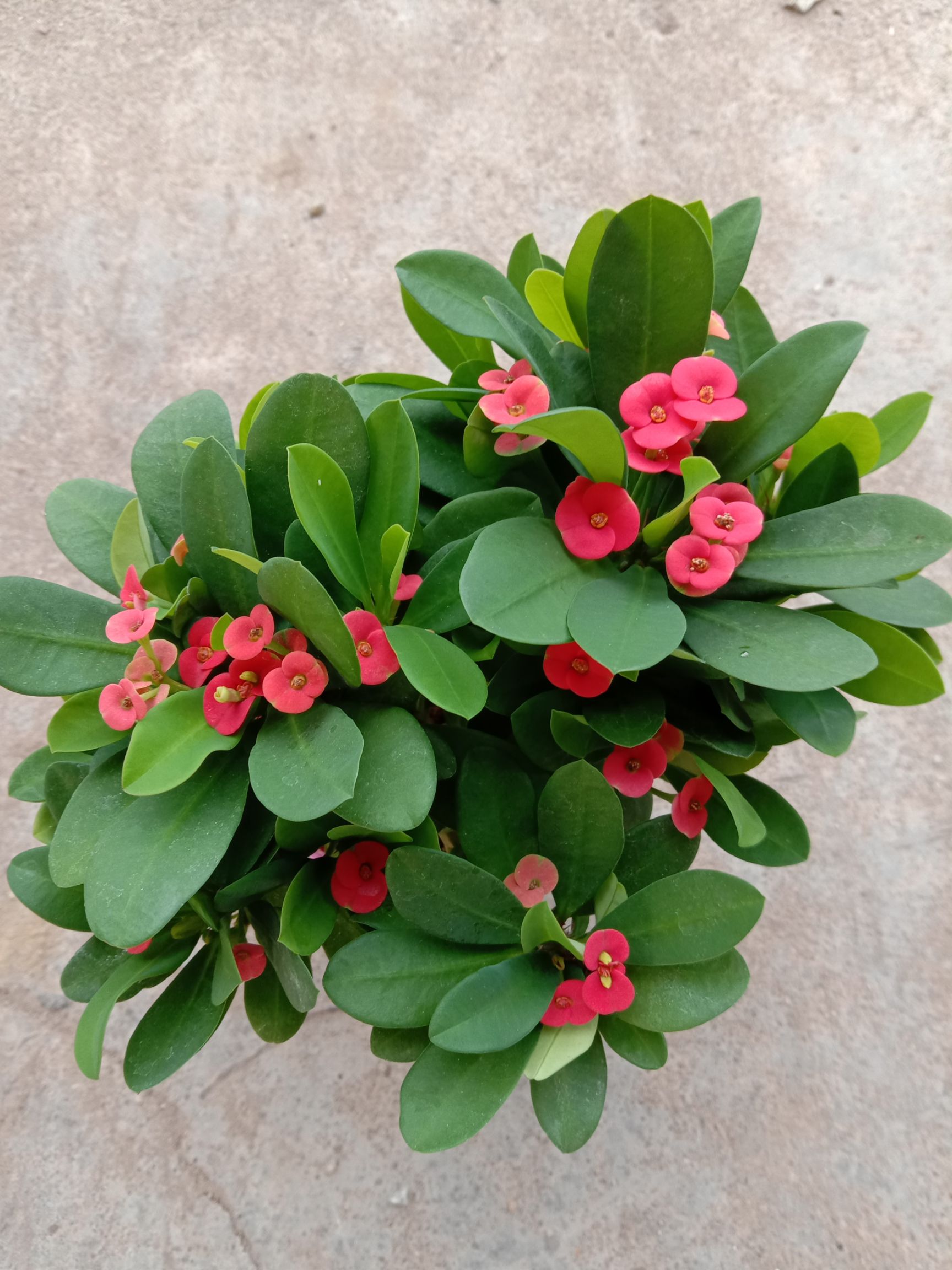 铁海棠盆栽虎刺梅开花绿植带花发货