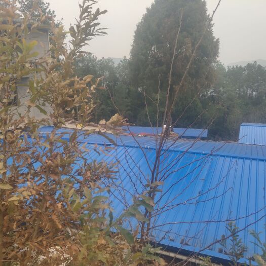 苍溪县厂房 房顶是隔热板