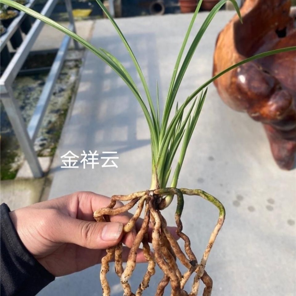 蕙兰 兰花惠兰老种浓香型《金祥云》