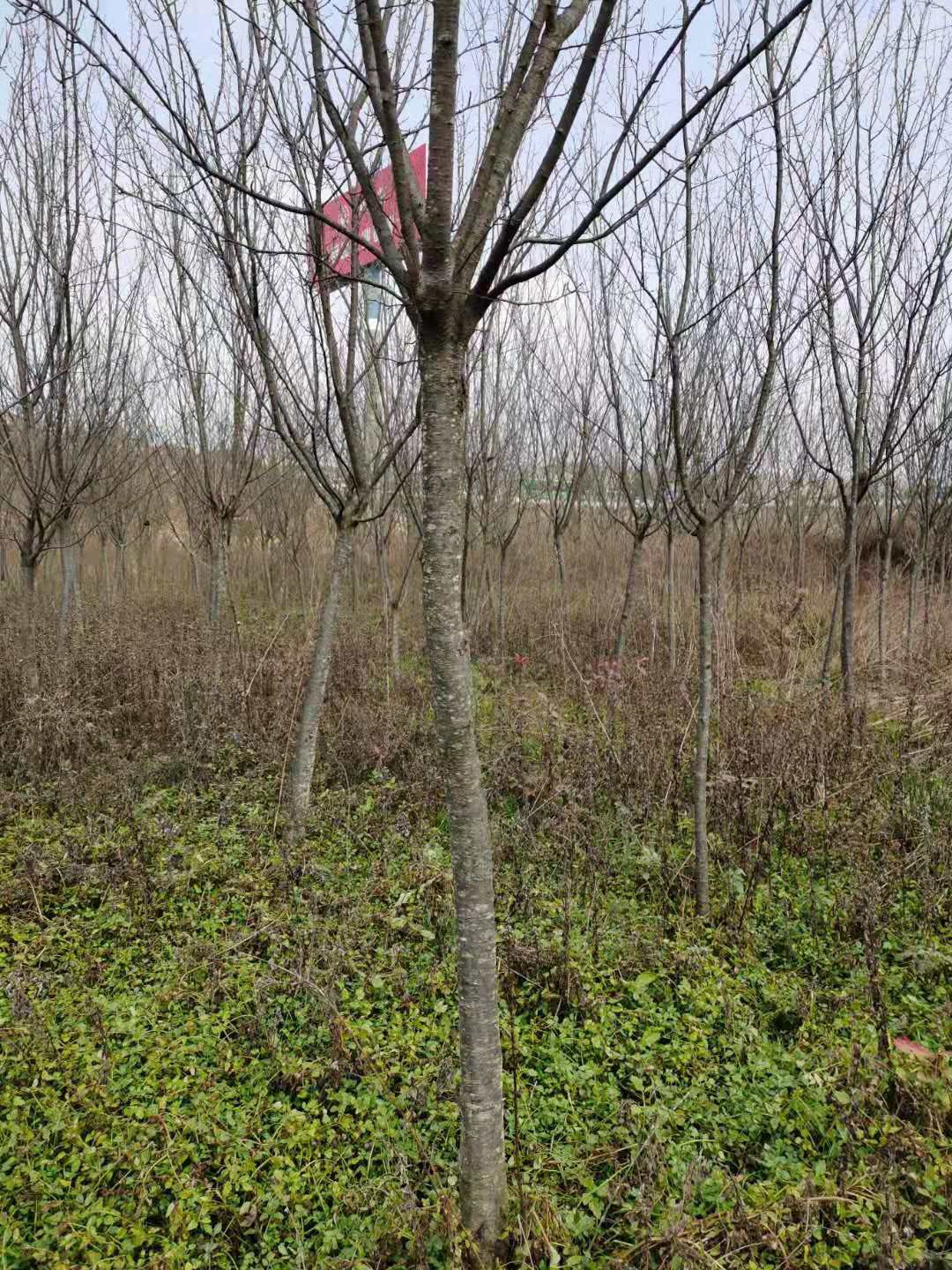本村2000亩荒地大量出租