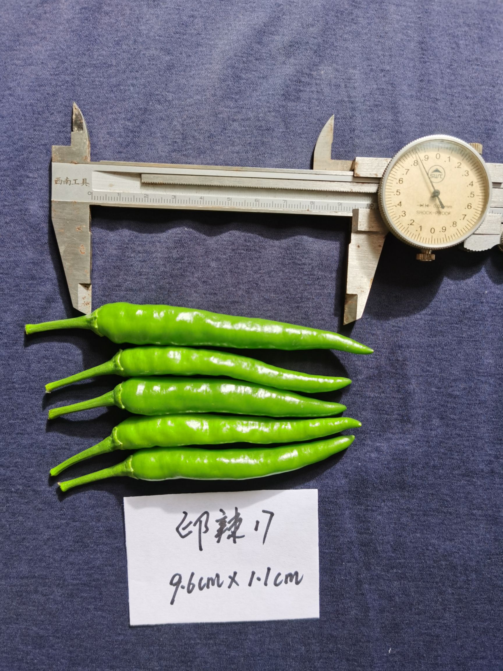 印辣17 辣椒种子