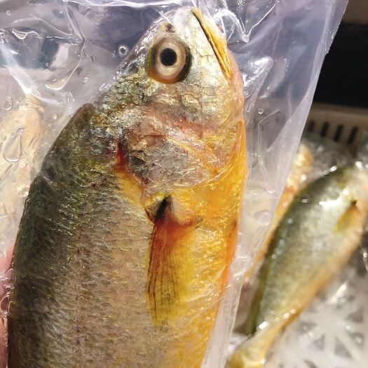 海阳市大黄鱼 胶东产地一手货源精品黄花鱼