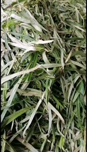 漾濞县石韦、化石草，肾精茶一斤包邮！！