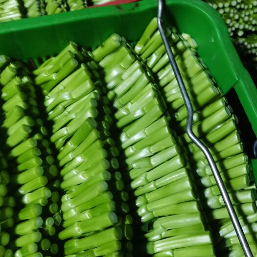 高碑店市广东菜心 