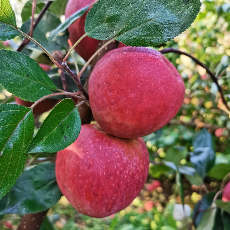 红肉苹果树苗  新品种红肉苹果苗当年结果红色之爱苹果树苗南北种植红心苹果树