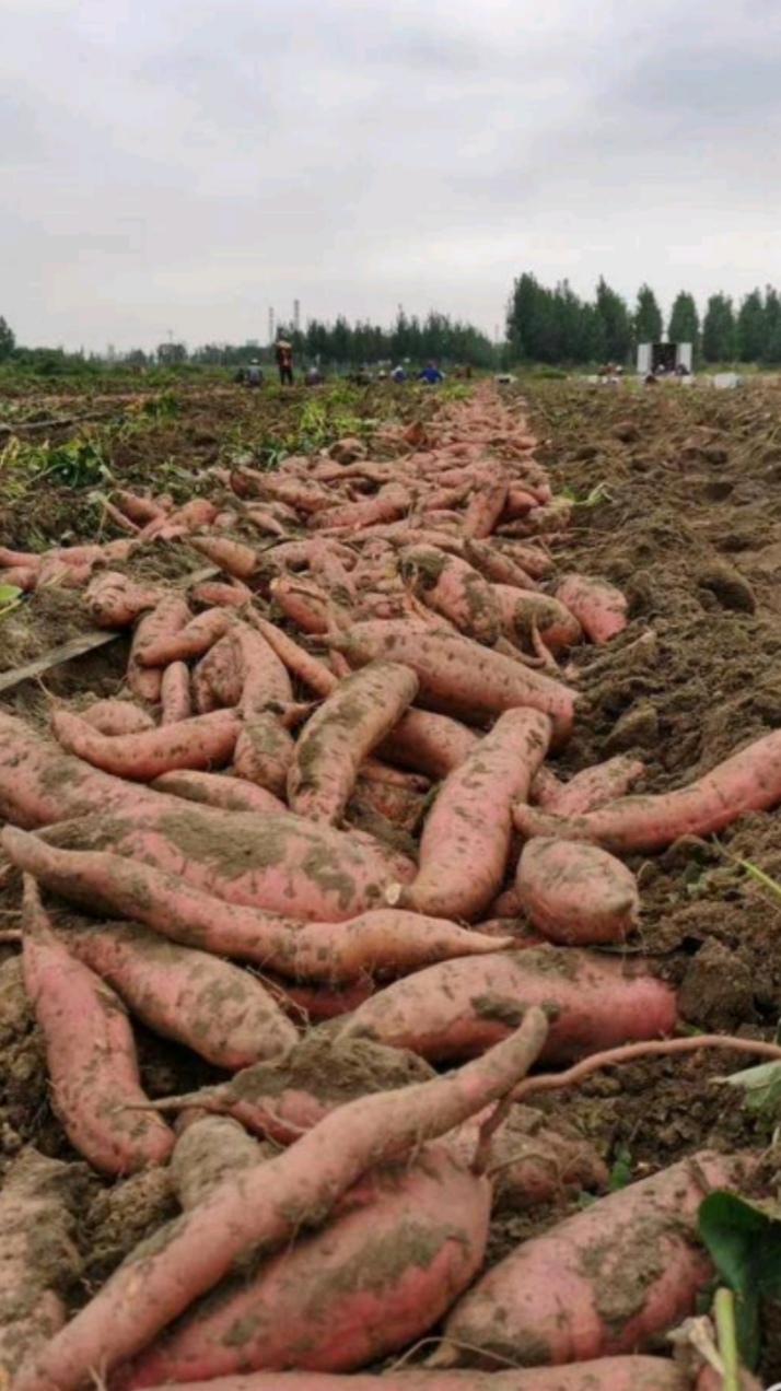 济薯26号红薯  济薯26.板栗地瓜