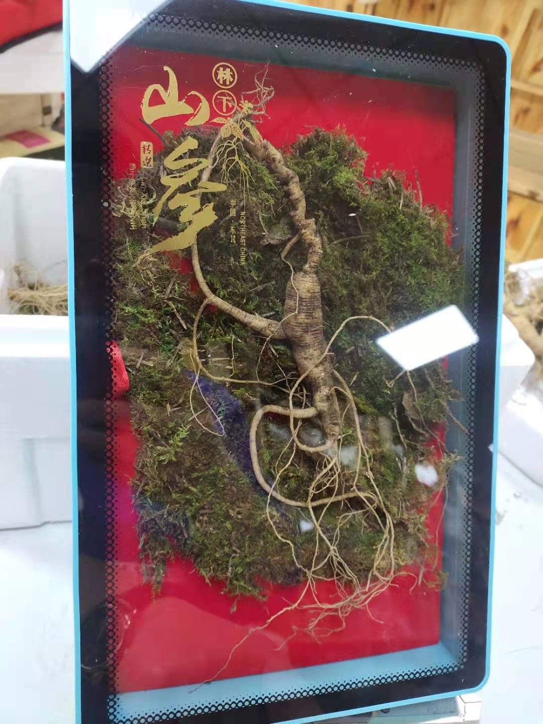 长白山鲜林下参，籽货年头足，参形有灵气，价值