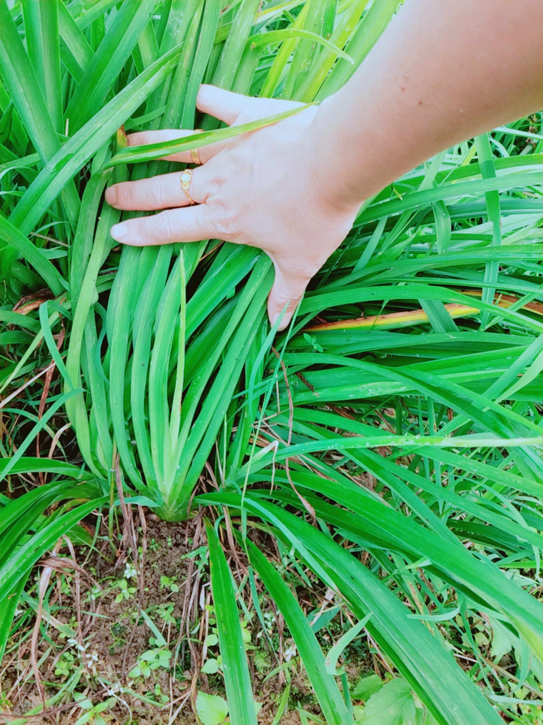 包邮黄花菜苗种金针苗种植新鲜起苗发出10颗