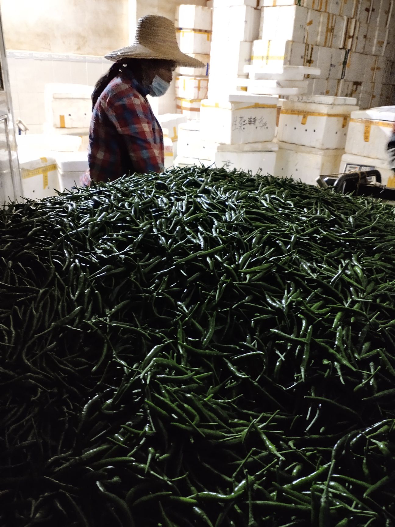 小米辣椒指天椒朝天椒 自家种植 新鲜现摘 小米青辣椒批发价