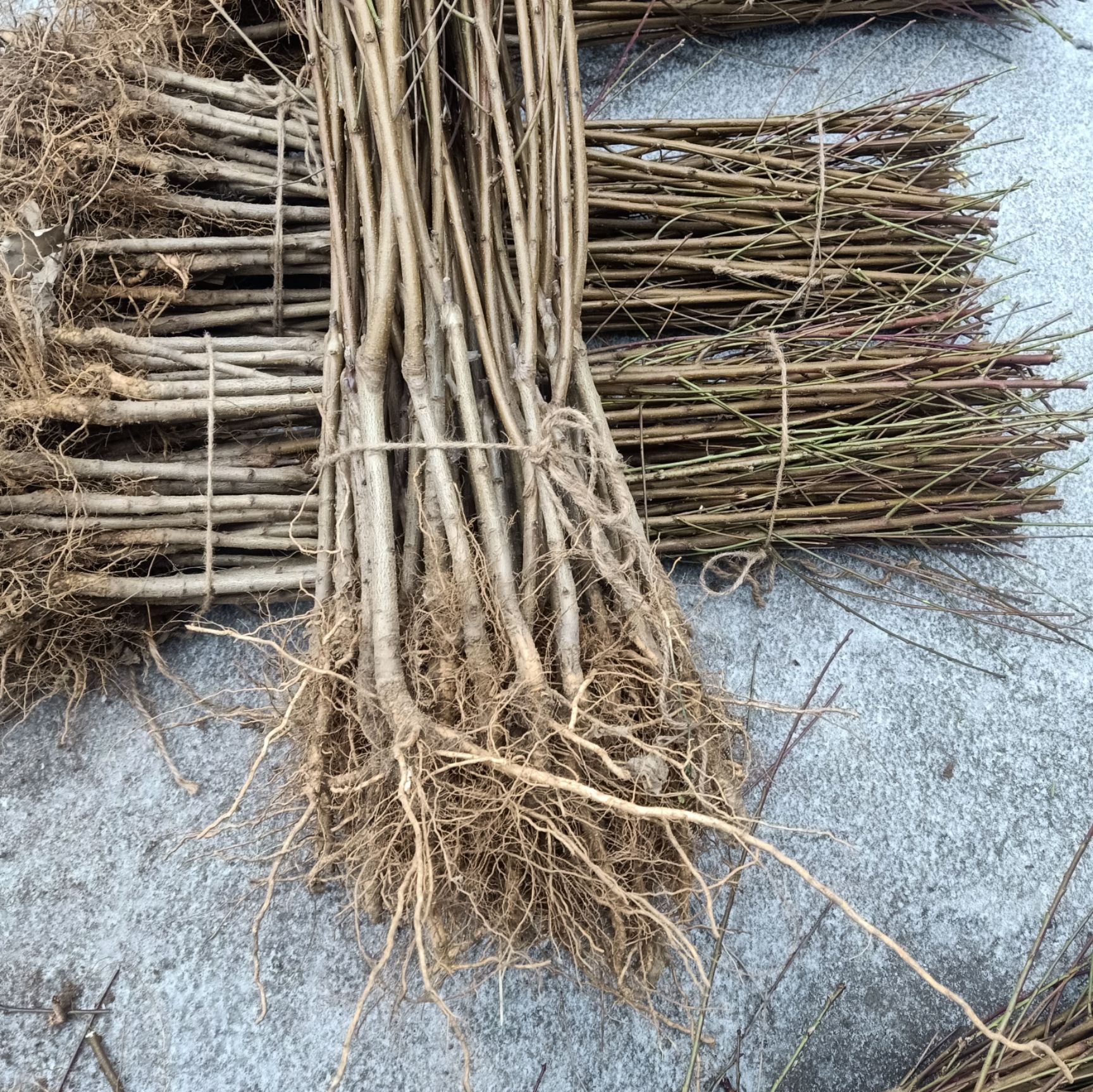 黄桃树苗 0.8公分以上 