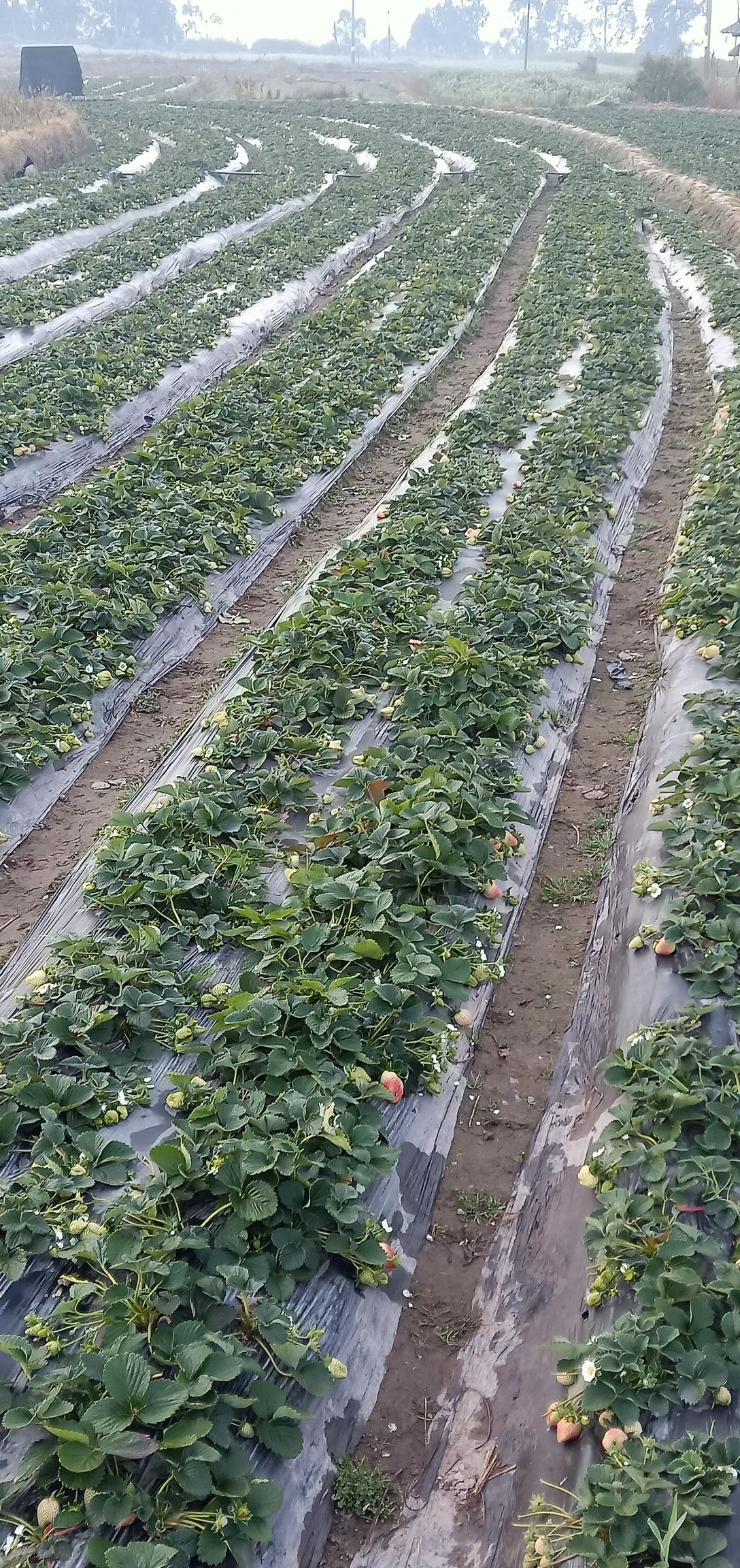 德昌草莓  现摘现发，一件批发，包邮到家！