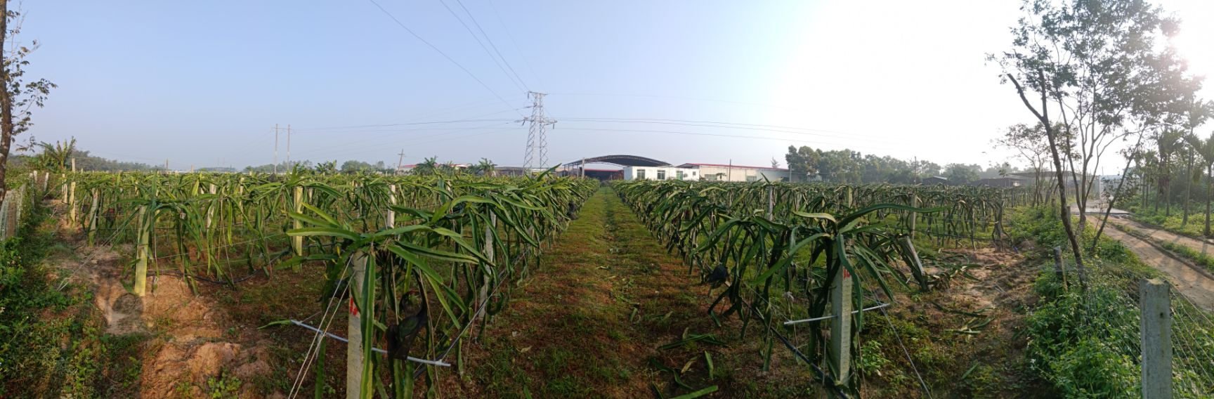  海南红心火龙果&大果推荐