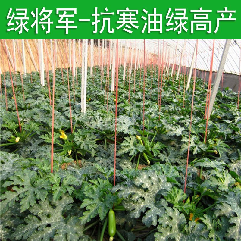 油绿西葫芦种子早春抗寒产量高抗病毒茭角瓜籽