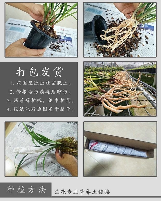  兰花建兰荷瓣色花香型《东方红荷》