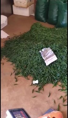 小米辣椒指天椒朝天椒 自家种植 新鲜现摘 小米青辣椒批发价