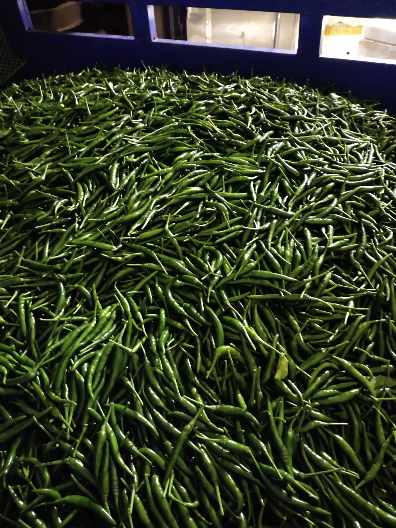 小米辣椒指天椒朝天椒 自家种植 新鲜现摘 小米青辣椒批发价