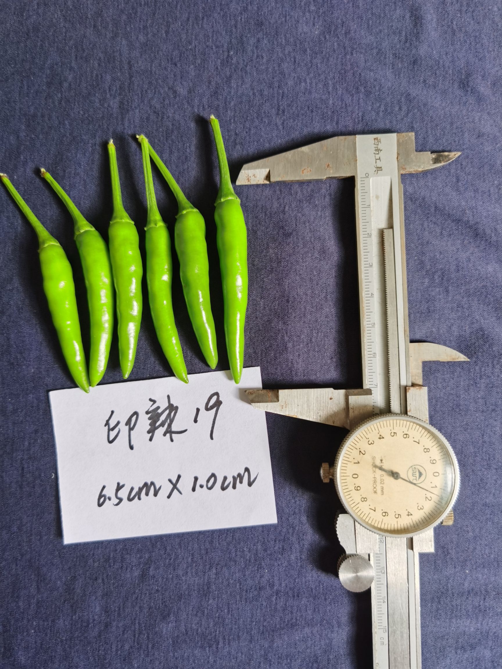 印辣19 辣椒种子