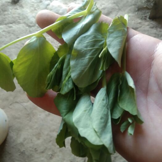南宁豌豆苗 豆尖